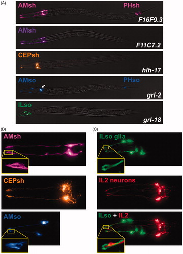 Figure 2. Cell-type-specific promoters for sheath and socket glia. (A) Merged brightfield images and pseudo-colored fluorescence projections of animals expressing fluorescent proteins under control of promoters selected for brightness, specificity, and consistency. F16F9.3 (pink, AMsh and PHsh); F11C7.2 (purple, AMsh only); hlh-17 (orange, CEPsh); grl-2 (blue, AMso, PHso1, and PHso2; also expressed in excretory duct and pore cells, white arrow); grl-18 (green, ILso). (B) Magnified images of AMsh (pink, F16F9.3), CEPsh (orange, hlh-17), and AMso (blue, grl-2), showing that their brightness is sufficient to resolve fine structural details including the tube-like pores of the AMsh and AMso glia and the branch-like posterior processes of the CEPsh glia. (C) Head of an animal expressing grl-18pro:GFP (green, ILso glia) and klp-6pro:mCherry (red, IL2 neurons), demonstrating that the grl-18 promoter labels the six ILso glia, identified by their processes which each form a pore for the ciliated dendritic ending of an IL2 sensory neuron. See online version for color figure.