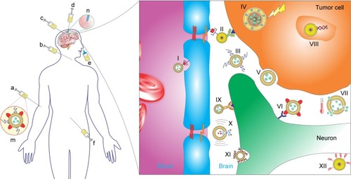Figure 4 Delivery of therapeutic molecules or imaging agents to the brain by liposomes (m) is highly challenging.Notes: Liposomes can be administered to the central nervous system via systemic delivery (a), intracarotid (b), intracranial (c), intranasal (e), and intraperitoneal (f) injections, or via convection-enhanced delivery (d/n). Liposome-based strategies consist in encapsulating the molecules of interest in liposomes (V). The ability to increase their blood-circulation time is created with the ligation of polyethylene glycol on the liposome surface (III). Liposomes can also be targeted to cross the blood–brain barrier (I), target the site of disease (IX), or both (II). Surface modification of liposomes can be achieved by covalent ligation of antibodies (IX), RNA aptamers (VI), or peptides (XII). Cationic lipids can be incorporated into the bilayer, facilitating their association with nucleic acids for gene therapy (VIII and XI). This figure also summarizes therapeutic mechanisms, such as hyperthermia (IV), temperature increase (VII), and ultrasound (X).