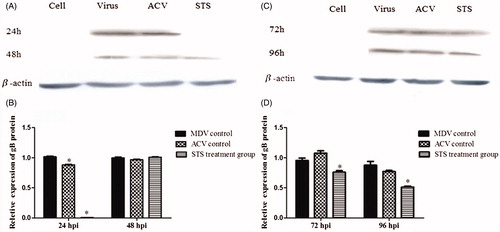 Figure 2. STS inhibited protein expression of gB gene in the MDV-infected CEF cells and β-actin was used as an internal control. STS significantly reduced the expression of gB protein (p < 0.05) in the MDV-infected cells after 24 h treatment with STS (A and B). Effect of STS on gB expression for 72 h and 96 h treatment is shown in (C) and (D). The protein band in the STS treatment group was much weaker than the virus group at time points of 72 h and 96 h (p < 0.05). *Significant difference compared with MDV control.