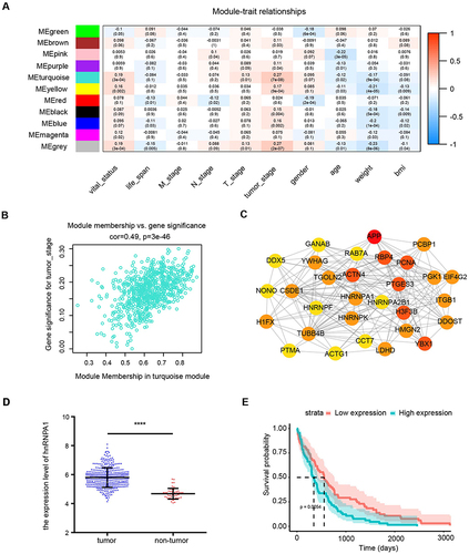 Figure 2 Identification of the hub gene. (A). Heatmap of correlations of module eigengenes with clinical traits. Each row represented a gene module and each column represented a clinical trait, and each cell showed the correlation and P value. The table was color-coded by correlation according to the color legend. (B). Scatterplots of absolute gene significance (GS) for tumor stage vs absolute module membership (MM) in the turquoise module. (C). Top 30 gene networks of the turquoise module. The genes were selected according to the degree. The redder the color, the higher the degree. (D). The expression level of hnRNPA1 in tumor (n = 374) and non-tumor tissues (n = 50). Data are expressed as the means ± SD, ****P < 0.0001. (E). Kaplan-Meier survival analysis of hnRNPA1 gene.