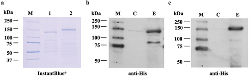 Figure 7. Purification of plant-produced BoNT/A and B by nickel affinity chromatography. (a) SDS-PAGE analysis of purified plant-derived BoNTs under reducing condition. Lane M as protein molecular weight marker; lanes 1 and 2 represent mBoNT/a1 and ciBoNT/b1. Western blot analysis of mBoNT/a1 (b) and ciBoNT/b1 (c) probed with HRP-conjugated anti-his tag antibody. Lane M as protein molecular weight marker; C as the crude protein extracts; E as the elute fractions.