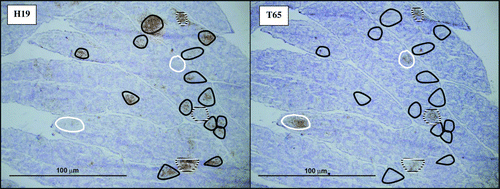 Figure 2.  Immunohistochemistry staining of serial bursa sections 6 d.p.i. from a chicken simultaneously challenged with rMd5 and rMd5/pp38CVI. The sections on the left and right were stained with H19 and T65 monoclonal antibodies, respectively. Black circles surround follicles that stained for rMd5 virus only (H19 antibody), white circles stained for rMd5/pp38CVI virus only (T65 antibody), and white/black circles stained for both viruses (Experiment 1B).