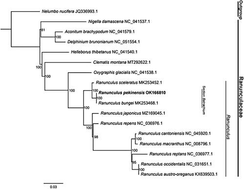 Figure 1. Phylogram of maximum likelihood analysis of 17 species based on chloroplast genome sequences.