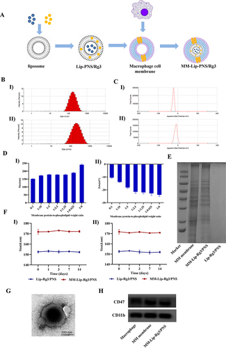 Figure 1 Preparation and characterization of MM-Lip-Rg3/PNS. (A) Schematic preparation of RVG/TPP-MASLNs-GS. (B) Particle size of (I) Lip-Rg3/PNS and II) MM-Lip-Rg3/PNS. (C) Zeta potential of (I) Lip-Rg3/PNS and II) MM-Lip-Rg3/PNS. (D) Particle size and zeta potential of MM-Lip-Rg3/PNS with different ratios of membrane proteins to phospholipids ratios. (I) particle size, II) zeta potential. (E) Proteins in macrophage membrane, MM-Lip-Rg3/PNS, and Lip-Rg3/PNS, analyzed with SDS‐PAGE. (F) Size stability of Lip-Rg3/PNS and Lip-Rg3/PNS at (I) 4°C and II) room temperature. (G) Representative TEM image of MM-Lip-Rg3/PNS. (H) Western-blot analysis of macrophages, macrophage membranes, and MM-Lip-Rg3/PNS for its surface characteristic protein (CD47, CD11b). Data are presented as means ± SD, n = 3.