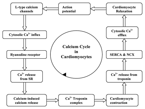 Figure 1. Influence of calcium on the functioning of cardiomyocyte.