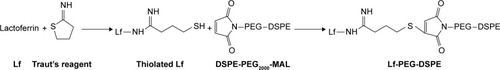 Figure 1 Synthesis route of lactoferrin-PEG-DSPE.Abbreviations: DSPE-PEG2000-MAL, distearoylphosphatidylethanolamine-polyethylene glycol (MW~2 kDa)-maleimide; Lf, lactoferrin; PEG-DSPE, polyethylene glycol-b-distearoylphosphatidylethanolamine.