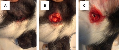 Figure 1 Surgical procedure of round window membrane administration.Notes: (A) Guinea pigs in right lateral decubitus to approach the left ear. (B) Retro auricular incision of the skin. (C) Bulla mastoidea opening.