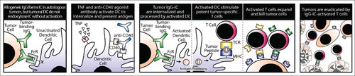 Figure 1. Proposed mechanism to explain how antitumor alloantibodies initiate T cell immunity. In the typical tumor microenvironment, which is highly immunosuppressive, tumor-associated DC cannot transmit a signal through their Fcγ receptors following engagement of IgG bound to tumor antigens/cells. Administration of tumor-binding IgG in combination with TNFα and CD40L enables tumor DC to internalize tumor antigens through Fcγ receptors, which transmit a danger signal. These antigens are then processed by the DC and subsequently presented to T cells, which attack both the primary tumor as well as distant metastases.