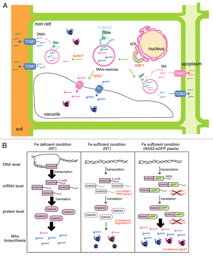Figure 1. Models of the intracellular transport of MAs-vesicles in rice roots (A) and posttranscriptional mRNA degradation and/or posttranslational protein degradation of OsNAS2 (B). (A) MAs-biosynthetic enzymes, including OsNAS2, are located on/in MAs-vesicles derived from the rER, and DMA and/or NA are biosynthesized in these vesicles. The vesicles are transported via an actin-based system to the cell membrane. DMA and NA are transported from MAs-vesicles to the cytoplasm, and then secreted into the rhizosphere or apoplasm by TOM1 and ENA1, respectively. ARF was reported to be involved in the budding of vesicles; therefore, ARF may be involved in the budding of MAs-vesicles from the rER. These vesicles may be involved in DMA and/or NA transport to the vacuole for Fe sequestration, and VPS may be involved in this transport. (B) Under Fe-deficient conditions, many Fe deficiency-inducible genes, including OsNAS2, are upregulated at both the mRNA and protein levels. Under Fe-sufficient conditions, the mRNA or protein level must be kept low. Therefore, there may be a specific degradation system for these mRNAs and/or proteins. In OsNAS2-sGFP plants, this degradation may be disturbed, resulting in high-level NA production. NA may chelate Fe and induce Fe deficiency signaling.
