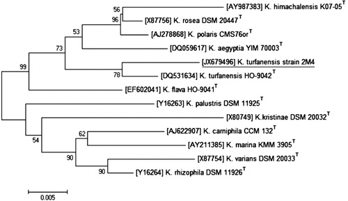 Figure 1. Phylogenetic neighbor-joining tree based on 16S rRNA gene sequences showing the relationship between K. turfanensis strain 2M4 and related members of the genus Kocuria. Bootstrap values (expressed as percentages of 500 replications) greater than 50% are given at nodes. Bar 0.5% sequence variation. GenBank accession numbers are given in parentheses.