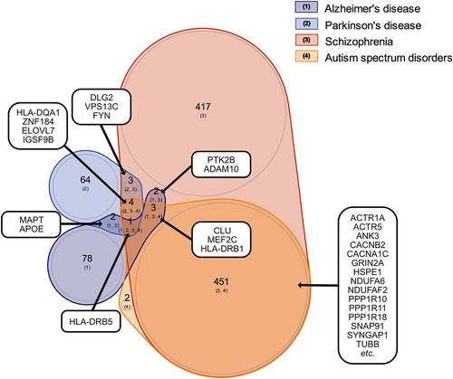 Figure 2. Overlap between genes associated with neurodevelopmental disorders and neurodegenerative diseases in humans based on genome-wide association study (GWAS) findings. Venn diagram displaying the number of suggestive candidate genes the selected neurodevelopmental disorders, autism spectrum disorder (ASD) and schizophrenia, and the selected neurodegenerative diseases, Parkinson’s disease and Alzheimer’s disease, have in common.