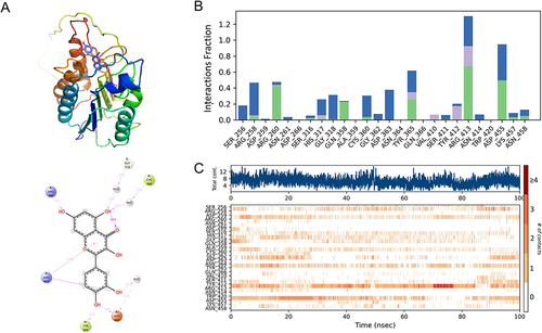 Figure 14 (A) 3D/2D plot of quercetin and caspase-8 interaction during MDS. Purple lines indicate hydrogen-bonding interactions and red lines indicate water-bridging interactions; (B) Histogram of the percentage of quercetin and caspase-8 interactions during MDS. The cyan color indicates hydrogen bonding, the blue color indicates water-bridging, and the lavender color indicates hydrophobicity; (C) Heat map analysis of quercetin and caspase-8 interactions during MDS.