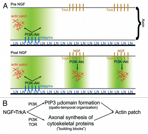 Figure 2 (A) Schematic summarizing the role of PI3K signaling in laminin (LN) and NGF mediated formation of axonal actin patches.Citation10 In the absence of NGF treatment (top part), LN signaling through integrins promotes the formation of PI3K-dependent PIP3 axonal microdomains (region shaded green). Axonal actin patches form in the vicinity, of integrin clusters. Following NGF treatment, TrkA signaling induces formation of additional PI3K-dependent PIP3 axonal microdomains, and actin patch formation colocalizes with clusters of TrkA receptors. Thus, localized PIP3 microdomains act to orchestrate the focal assembly of actin patches at discrete foci along the axon. (B) Schematic summarizing the hypothesis that NGF-induced intra-axonal protein synthesis of cytoskeletal proteins involved in the formation of actin patches is required to maintain a balance between the increase in the number of PIP3 microdomains (µ domains) and the availability of proteins utilized by microdomains to drive formation of actin patches. PIP3 microdomains regulate the spatio-temporal aspects of actin patch initiation and development along axons, while increases in intra-axonal protein synthesis provide the molecular “building blocks” required for the coordinated assembly of actin patches by PIP3 microdomains. Inhibition of intra-axonal protein synthesis induced by NGF is predicted to have no effect on the formation of PIP3 microdomains while blocking the ability of the NGF-induced microdomains to assemble actin patches due to insufficient supply of cytoskeletal proteins.