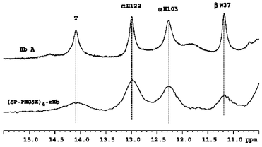 Figure 5 Structural characterization of HbA and (SP-PEG5K)4-rHb(βC93A) by proton NMR spectroscopy. 1H NMR spectra of Hb samples in the deoxy form were obtained from a Bruker AVANCE DRX-600 NMR spectrometer in 0.1 M sodium phosphate buffer at pH 7.0 and 29°C.