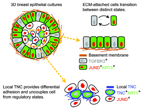 Figure 1. Adhesion ligands rewire transcriptional regulatory circuits to cause heterogeneity. ECM-attached cells in organotypic culture (upper left) mimic ECM-rich microenvironments, where cells undergo transient oscillations between states (upper right). Inner ECM-detached cells receive the juxtacrine TNC signal and are uncoupled from normal regulatory states (lower right).