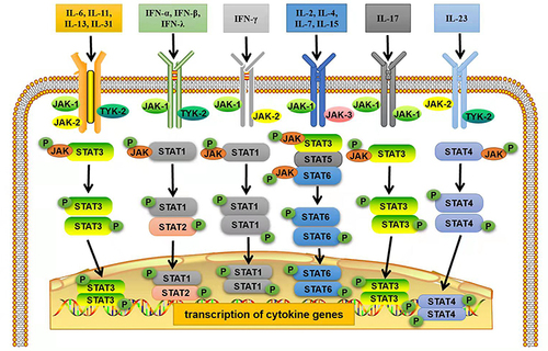 Figure 1 Mechanism of the JAK/STAT signaling pathway activation in immune cells in SLE. Extracellular cytokines bind to their specific receptors on immune cells (such as dendritic cells) to induce dimerization of JAKs, which are then activated and phosphorylated by tyrosine residues in the tail of their receptors to form p-JAK. Subsequently, these phosphorylation sites act as docking sites for STAT binding via the SH2 domain, resulting in tyrosine phosphorylation and STAT activation to form p-STAT. The phosphorylated STAT homo- or heterodimer is then translocated into the nucleus. There they act as transcription factors, regulating the expression of inflammatory cytokine genes. Adapted from Montero P, Milara J, Roger I, et al. Role of JAK/STAT in interstitial lung diseases; molecular and cellular mechanisms. Int J Mol Sci. 2021;22(12):6211. Creative Commons.Citation23