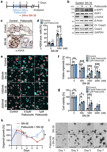 Figure 5. Palbociclib diminishes the cytotoxicity of SN-38, the active metabolite of irinotecan, against intestinal organoids.