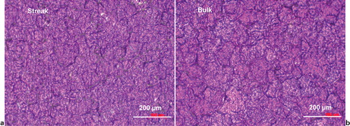 Figure 3. Optical micrographs of anodic film: polarised light was used to enhance grain orientation effect
