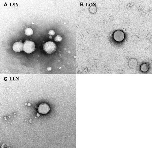 Figure 7 FE-TEM images of self-assembled L18FNs: (A) LSN, (B) LON, (C) LLN.