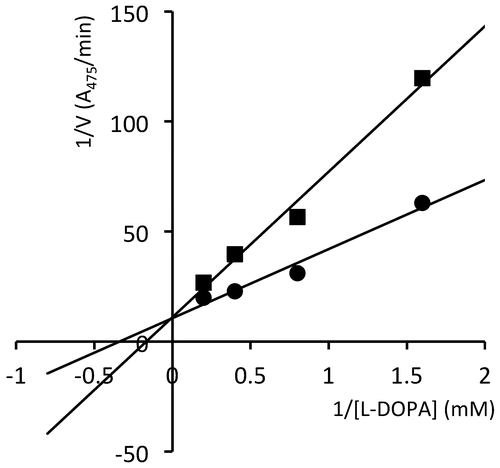 Figure 4. Lineweaver-Burk plot for the enzyme reactions in the presence of 100 μg/mL (circles) and 300 μg/mL (squares) of 1.