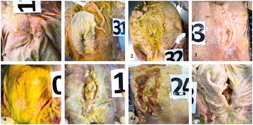 Figure 1. Examples of oesophago-gastric lesions (OGL) observed during the study (the numbers in the lower left corner of each picture indicate the score attributed to the lesion). 0 = intact epithelium; 1 = small degree of hyperkeratosis; 2 = distinct hyperkeratosis; 3 = distinct hyperkeratosis and erosion at an early stage; 4 = hyperkeratosis, mucus and one erosion; 5 = hyperkeratosis plus more than five erosions and/or erosions >2.5 cm in diameter; 6a = hyperkeratosis and ulcers; 6b = stenosis.