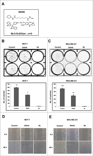 Figure 1. Bisindole-PBD conjugate chemical structure, Cell proliferation studies and wound healing assays. (A) Chemical structure of SAHA and bisindole-PBD conjugate (5b). (B-C) Effects of SAHA and 5b on MCF-7 and MDA-MB-231 cell proliferation at 4 μM and the images of the colonies along with untreated controls. The numbers of colonies were counted from 3 independent results and plotted to compare the effect of 5b. 5b was more efficient in inhibiting cell proliferation. Histograms were drawn from 3 independent experiments. Error bars with *** represents P<0.001 and ** represents p<0.01. (D, E) Scratched monolayer of cells was treated with SAHA and 5b at 4 μM. Cell migration was photographed after stimulation with drug at 48 hour time point.