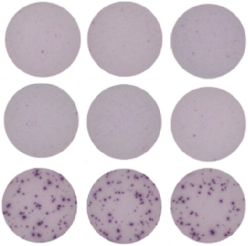 Figure 4. Representative images of ELISpot triplicate wells. PBMC from a vaccinated control animal produced IFN-γ in response to ex vivo antigenic stimulation. Top row: negative control, unstimulated cells. Middle row: negative control, nonspecific antigen stimulation. Bottom row: positive control, antigen specific stimulation. Dark spots identify IFN-γ production by individual cells.
