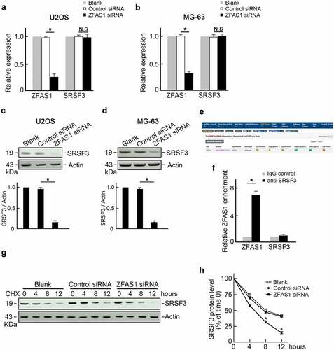 Figure 2. ZFAS1 directly binds to and stabilizes SRSF3 protein.