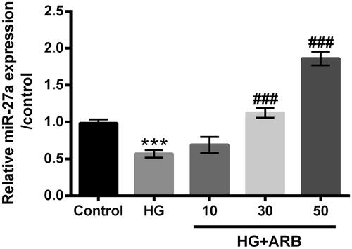 Figure 4. ARB up-regulated miR-27a expression in HG-treated cells. HK-2 cells were stimulated with 5.5 mM or 45 mM glucose as control or HG group, meanwhile treated with ARB (10, 30 and 50 μM). MiR-27a expression by RT-qPCR determination in these treated cells. HG vs Control: ***p < .001; HG + ARB vs HG: ###p < .001; ns: no significant difference.