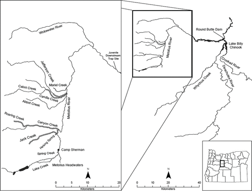 FIGURE 1. Location of the Metolius River and Lake Billy Chinook within the Deschutes River basin of Central Oregon. The lower Metolius River downstream-migrant fish trap, and monitored Bull Trout spawning reaches (crosshatched) are shown on the enlarged map.