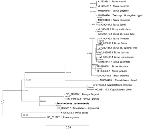 Figure 1. Phylogenetic tree obtained using ML analysis of 24 cp genomes of Taxaceae. Pinus taeda and Picea asperata were used as outgroup. The ML consensus tree is shown with bootstrap supports indicated by numbers beside the branching point.