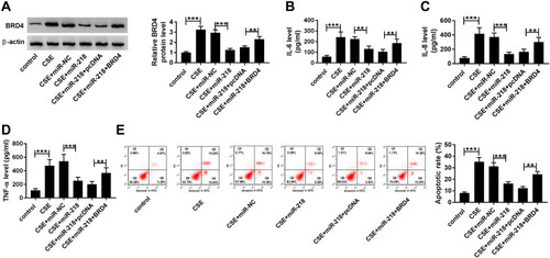 Figure 6 Overexpression of BRD4 attenuated effects of miR-218 upregulation on CSE-induced BEAS-2B cells. (A–E) BEAS-2B cells were divided into six groups: control, CSE, CSE+miR-NC, CSE+miR-218, CSE+miR-218+pcDNA, and CSE+miR-218+BRD4. (A) Western blot assay was carried out to assess level of BRD4. (B–D) The levels of IL-6, IL-8, TNF-α in cell supernatants were measured by ELISA kits. (E) The apoptosis of BEAS-2B cells was determined by flow cytometry assay. Data are shown as mean ± SD from three independent experiments. **P < 0.01, ***P < 0.001.