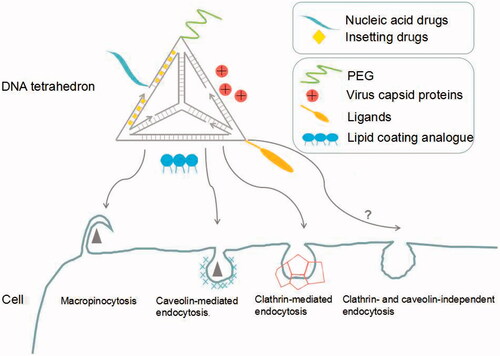 Figure 1. Modification strategies and intracellular routes of DNA tetrahedron in the process of delivering drugs.