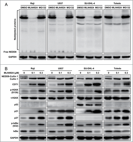 Figure 1. MLN4924 specifically inhibits protein neddylation and inactivates CRL E3 ligases. (A) MLN4924 specifically inhibited protein neddylation. Raji, U937, SU-DHL-4 and Toledo cells were seeded into 6-well plates, cultured overnight, treated with 0.3 μM MLN4924, 10 μM proteasome inhibitor MG132 or DMSO for 1 h, and subjected to immunoblotting using antibodies against NEDD8 with GAPDH as a loading control. (B) Effects of MLN4924 on neddylated Cullin 1 and downstream effectors. The four lymphoma cells were treated with MLN4924 at 0.1 and 0.3 μM or DMSO for 48 h, and subjected to immunoblotting using indicated antibodies with GAPDH as a loading control.