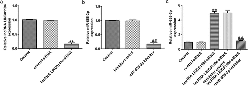 Figure 4. LINC01194 negatively regulates miR-655-3p in Huh-7 cells. (a) The efficiency of LINC01194 knockdown was verified using RT-qPCR. Detection of miR-655-3p levels following transfection with miR-655-3p inhibitor (b), and LINC01194 siRNA and miR-655-3p co-transfection group (c) using RT-qPCR. **P < 0.01 vs. control siRNA; ##P < 0.01 vs. inhibitor control; &&P < 0.01 vs. LINC0119-siRNA + control inhibitor. miR, microRNA.