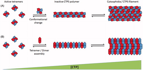 Figure 2. Schematic representation of proposed mechanisms of CTPS polymer assembly. (A) Mechanism demonstrated by Barry et al. (Citation2014). Active CTPS tetramers (left) undergo conformational change dependant on CTP concentration leading to polymer formation of interdigitated tetramer subunits. Multiple polymers associate into cytoplasmic filaments (right). (B) Mechanism proposed by Aughey et al. (Citation2014) and Noree et al. (Citation2014). Polymerization is dependent on dimerization/tetramerization state of CTPS. Catalytically active tetramers (left) dissociate into constituent dimers for inclusion into inactive cytoplasmic filaments (right). Both mechanisms rely on increasing CTP concentration to promote filament assembly (increasing left to right). (see colour version of this figure at www.informahealthcare.com/bmg)
