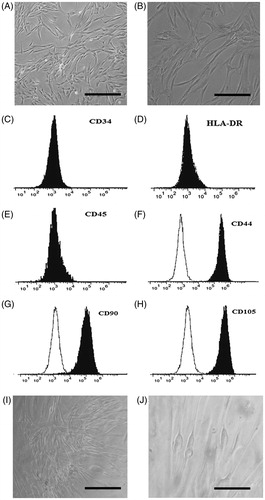 Figure 5. (A, B) Morphology of MSCs at passage 3 before use for differentiation at two magnifications (10× and 40×). (C–H) MSC surface markers evaluation. (I, J) Morphology of differentiated MSCs 21 days after culture under medium (10× and 40×).