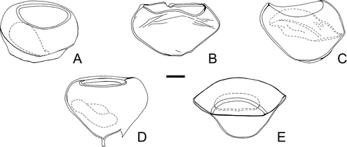 A–E. Variation in the overall shape of Palaeostomocystis subtilitheca sp. nov. seen in lateral view. The operculum is indicated by a dashed line. The specimens are in the same scale. A. Paratype 1, illustrated on Fig. 4 D–F. D. Illustrated on Fig. 4 C. E. Illustrated on Fig. 4 A−B. Scale bar – 15 μm.