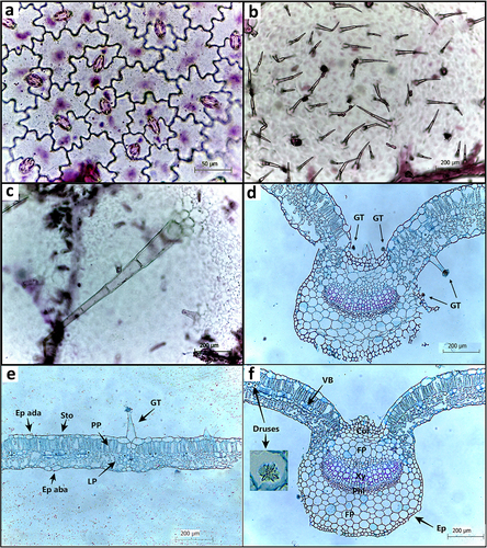 Figure 2. Mesosphaerum suaveolens harvested from individuals growing in sites with different regeneration periods after land abandonment in a northeastern Brazilian seasonally dry tropical forest (Santa Teresinha, Paraíba state, Brazil). Diacytic stomata; tector and glandular trichomes in frontal view (A-C); cross-section of leaf blade (D-E) and midrib (F). (D) GT = trichomes; (E) PP = palisade parenchyma; LP = lacunar parenchyma; ep aba = abaxial epidermis; ep ada = adaxial epidermis; (F) VB = vascular bundle; ep = epidermis; FP = fundamental parenchyma; Phl= phloem; xy = xylem; col = collenchyma;; sto = stomata.