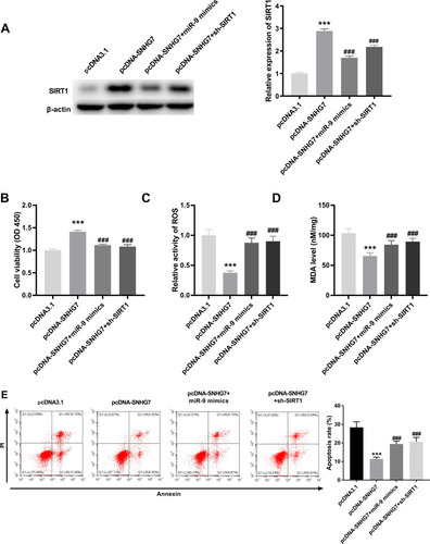 Figure 5 LncRNA SNHG7 lightens oxygen and glucose deprivation/reoxygenation (OGD/R)-induced neuronal injury via regulating miR-9/SIRT1 axis in PC12 cell. (A) Relative expression of SIRT1 was determined by Western blot in OGD/R-induced PC12 cells. ***P < 0.001, vs pcDNA3.1. ###P < 0.001, vs pcDNA-SNHG7. (B) The cell viability was determined by MTT assay in OGD/R-induced PC12 cells. ***P < 0.001, vs pcDNA3.1. ###P < 0.001, vs pcDNA-SNHG7. (C) Relative activity of ROS was determined in OGD/R-induced PC12 cells. ***P < 0.001, vs.pcDNA3.1. ###P < 0.001, vs pcDNA-SNHG7. (D) The MDA level was determined in OGD/R-induced PC12 cells. ***P < 0.001, vs pcDNA3.1. ###P < 0.001, vs.pcDNA-SNHG7. (E) Apoptosis rate was determined by flow cytometry in OGD/R-induced PC12 cells. ***P < 0.001, vs pcDNA3.1. ###P < 0.001, vs pcDNA-SNHG7. The experiments in figure 5 were implemented at 12 h after OGD/R treatment, and there are three replicates in each experimental group.