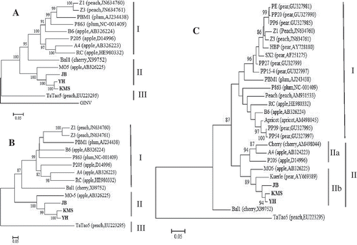 Fig. 2 Unrooted Maximum likelihood trees constructed from nucleotide sequences of the genome (A), and amino acid sequences of partial replicase at sites 468–670 aa (B) and full-length CP (C) of Apple chlorotic leaf spot virus (ACLSV). The ACLSV isolates available in GenBank are followed by their hosts and accession numbers. The Grapevine berry inner necrosis virus (GINV, accession no. NC-015220), a member of the genus Trichovirus, was used as outgroup in the genome sequences-based tree. The numbers at the nodes indicate the percentage of 1000 bootstraps occurring in this group. Values below 80% are suppressed. The ACLSV isolates sequenced in this study are indicated in bold. The bar represents 0.01 substitutions per site.