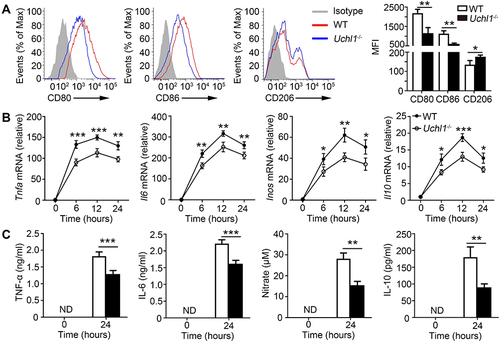 Figure 3 UCHL1 deficiency in macrophage inhibited M1 polarization in vitro. BMDMs from WT and Uchl1−/− mice were stimulated with LPS (100ng/mL) plus IFN-γ (10ng/mL) for indicated times. (A) Representative expression of CD80, CD86 and CD206 from BMDMs after 48 hours. (B) TNF-a, IL-6, iNOS and IL-10 mRNA expression from BMDMs were assessed using qPCR analysis for indicated times. (C) TNF-α, IL-6, and IL-10 secretion in the supernatant were measured by ELISA after 24 hours, and concentrations of nitrate were measured by nitrate reductase assay. Data shown are the mean ± SD. * P < 0.05, ** P < 0.01, *** P < 0.001. Values in (A–C) were compared using Student’s t-test. Data are summary of three independent experiments.