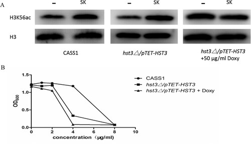 Figure 6. (A) Western blot of H3K56ac in wild-type (CASS1) or hst3▵/pTET-HST3 (with/without doxycycline) cells upon SK treatment (8 μg/ml). Protein was separated with SDS gels, and then probed with rabbit anti-H3K56ac or rabbit anti-H3 to detect the levels of H3K56ac and H3 protein. (B) Sensitivity of C. albicans mutants to SK. Strains of the HST3 mutant (hst3▵/pTET-HST3) with or without doxycycline, and the wild type were treated with SK. All strains were incubated at 30°C, in which the samples were taken and measured the values of optical density at 600 nm (OD600). SK, Shikonin; doxy, doxycycline.