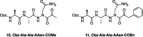 Figure 7. Aza-peptide ketone inhibitors designed for the clan CD legumain protease.