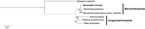 Figure 1. Maximum-likelihood phylogenetic tree (bootstrap repeat is 1,000) of seven liverworts species based on complete chloroplast genomes: D. hirsuta (MH355546; this study), Marchantia paleacea (NC_001319), M. polymorpha subsp. ruderalis (LC192146), Pellia endiviifolia (NC_019628), Aneura pinguis (NC_035617), Ptilidium pulcherrimum (NC_015402), and Sphagnum palustre (NC_030198) as an outgroup. The numbers above branches indicate bootstrap support values.