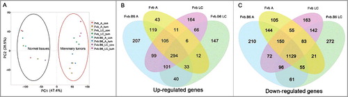 Figure 1. Differentially expressed genes along tumor progression. (A) Principle component analysis (PCA) of the mRNA expression data in the tumor and homologous normal tissue samples. A total of 20 samples were analyzed, and the separation between the tumor and control samples was shown. (B-C) Venn diagram showing the numbers of the up-regulated (B) and down-regulated (C) genes with significant changes (p < 0.05) in expression at the adenoma and late carcinoma stages in the two types of mice. A, adenoma; LC, late carcinoma.