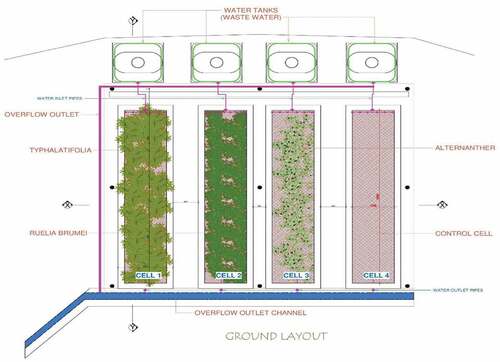 Figure 1. Schematic diagram of free surface flow constructed wetland cells with 3 different native plants.