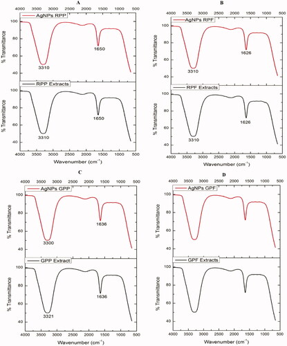 Figure 6. Comparison of the FTIR spectra of the pear extracts and AgNPs. FTIR of RPP-AgNPs versus RPP (A), RPF-AgNPs versus RPF (B), GPP-AgNPs versus GPP (C), GPF-AgNPs versus GPF (D). Each peak in the AgNPs indicates the functional group of the phytochemical involved in the NP synthesis.