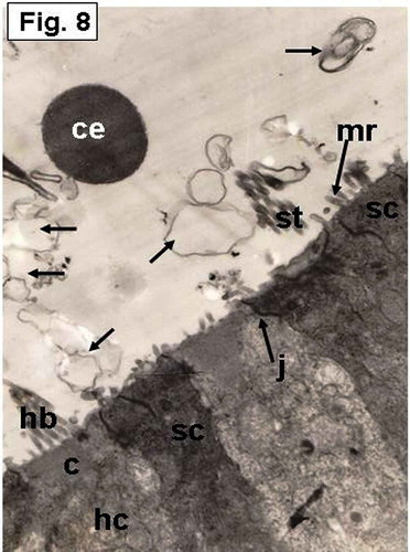Figure 8. Hypophthalmichthys molitrix, 7 days after hatching. TEM micrograph of the saccular sensory epithelium, showing supporting cells (sc) and a hair cell (hc) which possesses a hair bundle (hb) that planted in a cuticular plate (c). Secretory materials, like cytoplasmic extrusion (ce) and empty vesicles (arrows), seemed to be librated from supporting cells (sc). Microridges (mr) can be seen on the apical surface of a supporting cell. j, junctional complex; st, stereocilia of the hair bundle. 8300×.