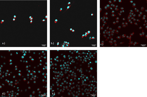 Figure 6 Confocal images of DC2.4 cells after co-culture with T-cells. Images were processed with ImageJ and imaged under a 40X water objective. Cells were stained for 24 hours with a MHC I antibody. Cells were stained with fluorophores NucBlue (DAPI) and Alexa 555 secondary antibody for visualization.(a) Vaccine + Adjuvant (b) Placebo + Adjuvant (c) Vaccine only (d) Placebo only (e) Cells only.